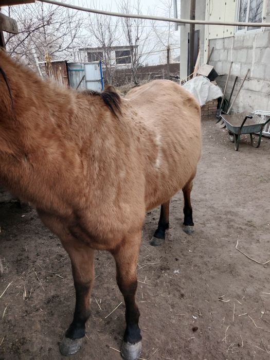 Лошадь Ат кострат