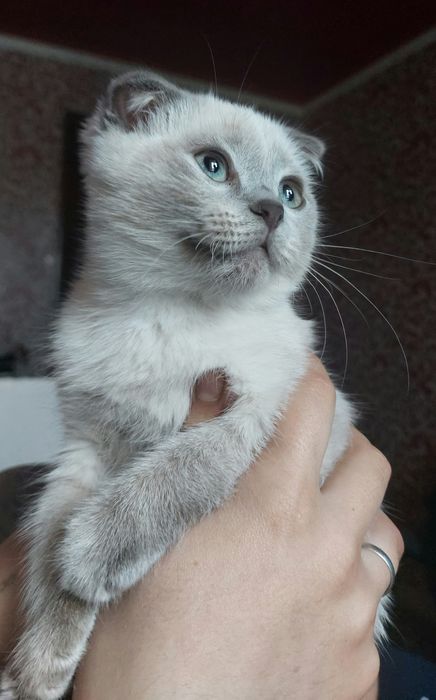 Продам вислоухого котенка