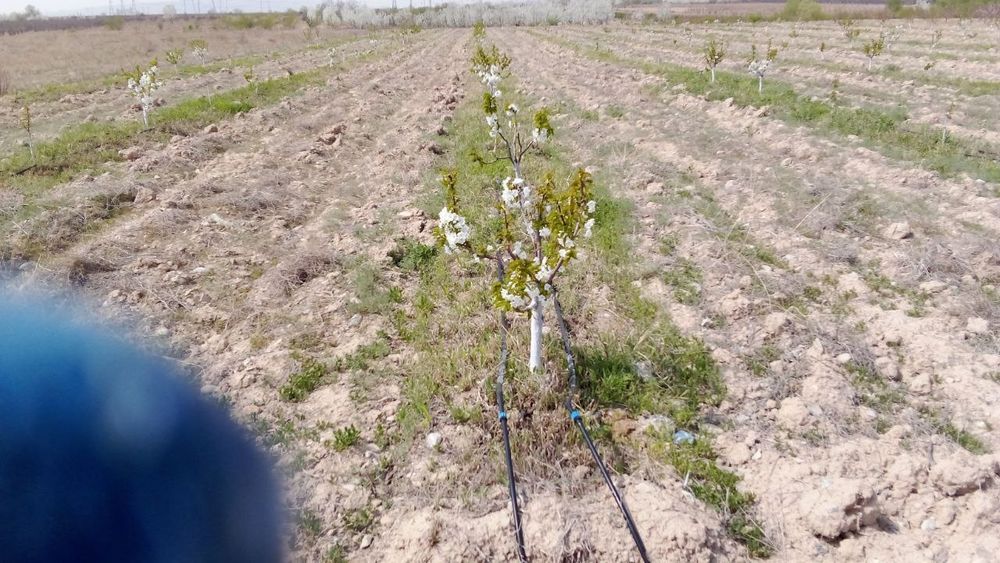 Мевали бог сотилади. .