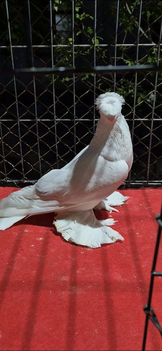 Гулбадам самессссс