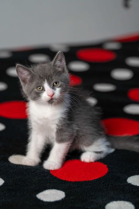 Pisoi Brittish Short-Hair BICOLOR