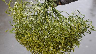 Vând vâsc verde,70 de lei sacul