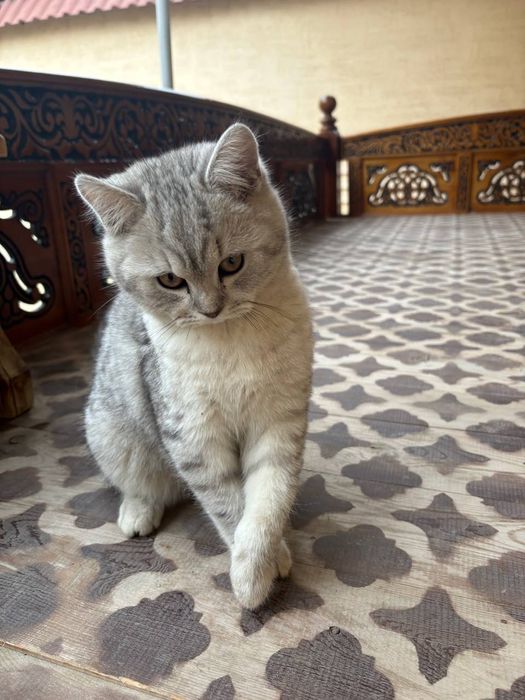 Серебристая шиншилла