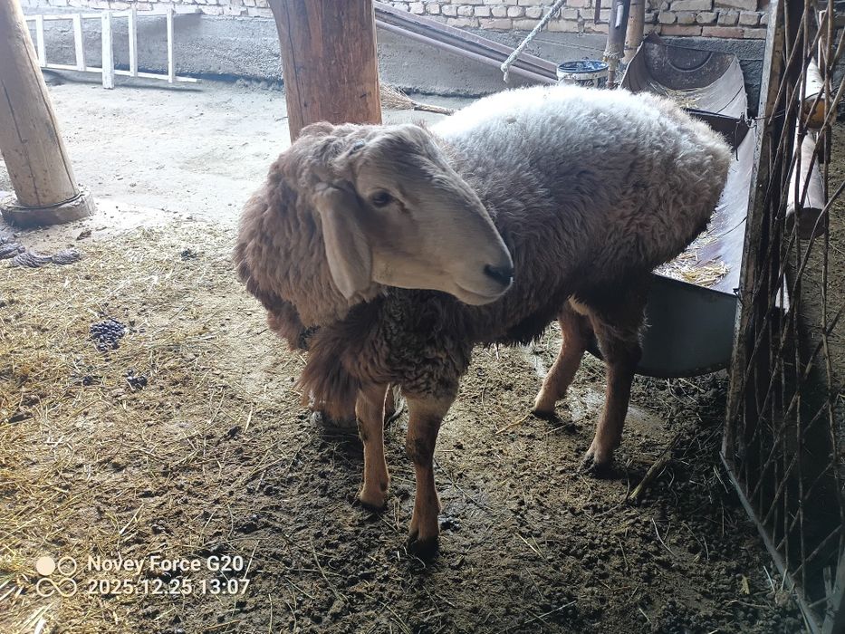 Arashan paroda qo'chqor