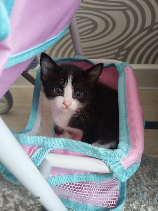 Отдам котят, лоток знают