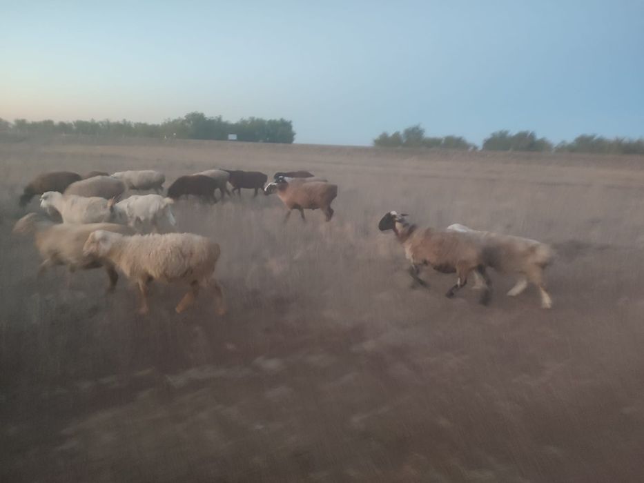 Продам овец, коз.