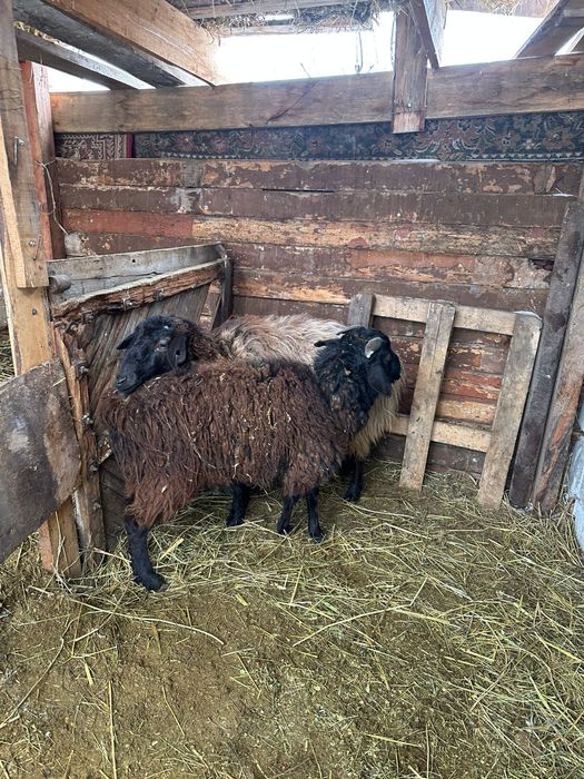 Продам овец двух