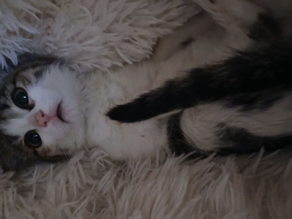 Кошка в семью без детей