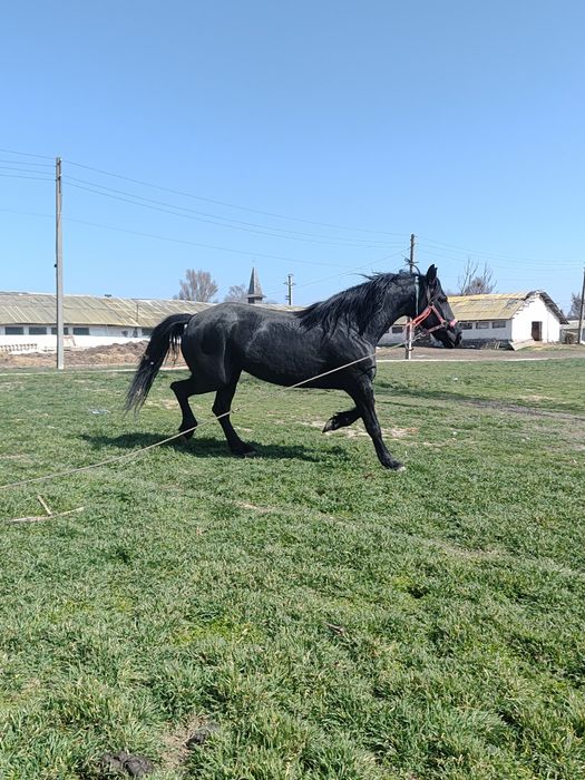 Vând iapă de 6 ani metis de Nonius cu Frizian