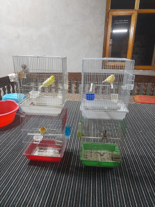 qushla sotiladi kokil kanareykala