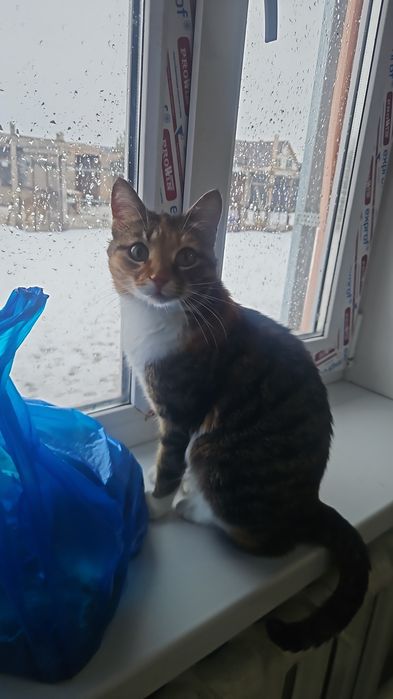 Пристраиваеться в хорошие руки