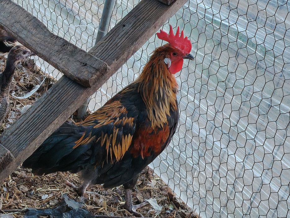 Vând cocoși diverse culori sau rase tineri mici (chaboo sau pitic) sau  mari(  apr. 2 kg )crescuți în sistem gospodăresc