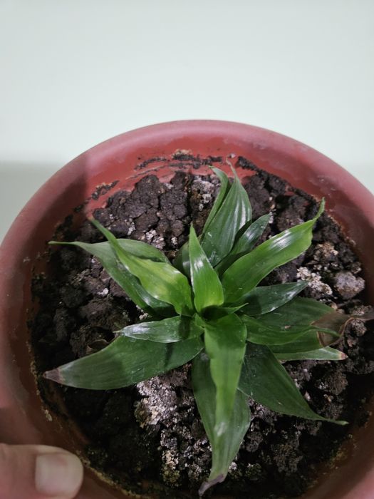 Дом и сад - драцена