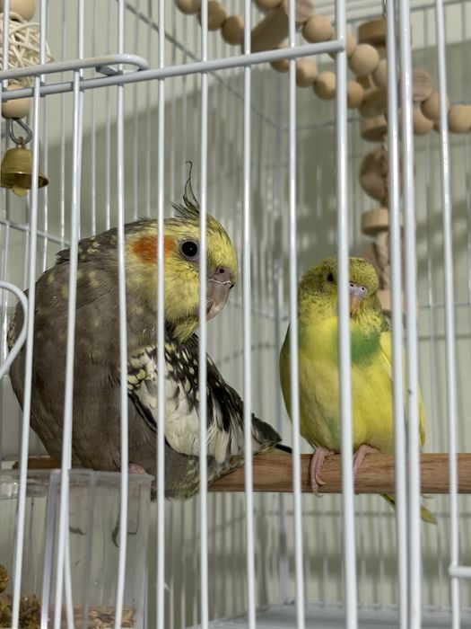 Попугай корелла, 3,4айлық.