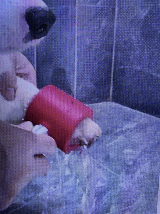 Насадка на душ для мойки лап