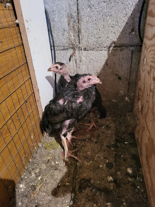 Сатамын дакан шоже кораз 16000