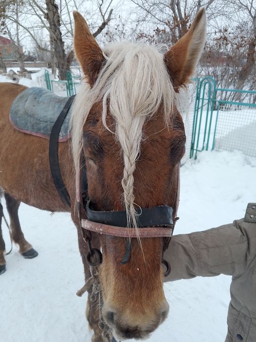 Айғыр сатылады 4 жасар