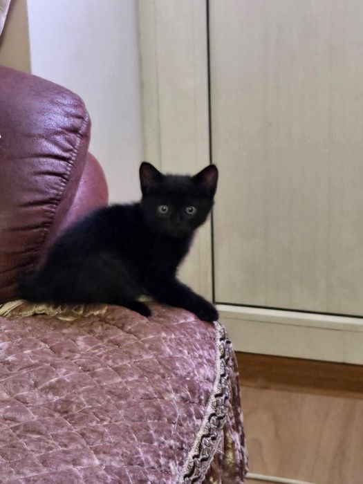 Породистые котята