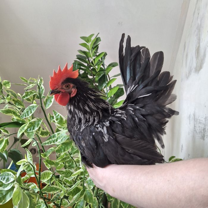 Декоративные курочки ШАБО