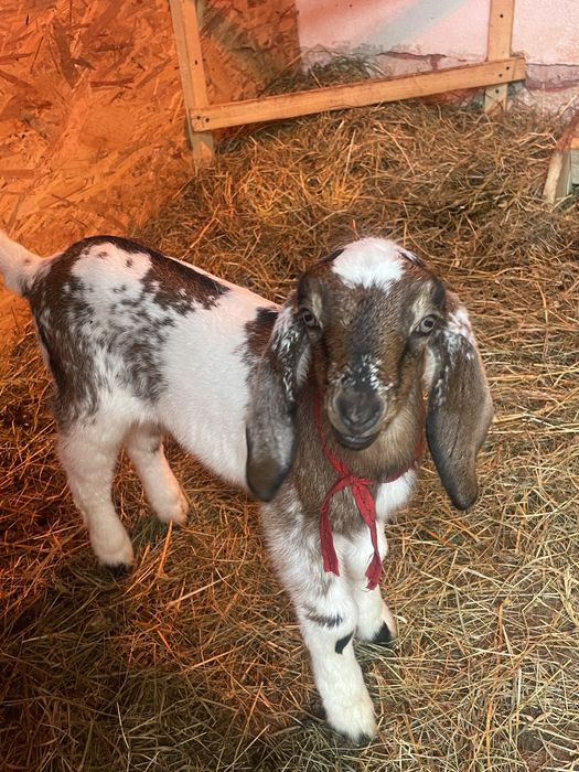 Iezi anglo-nubieni superbi (masculi )