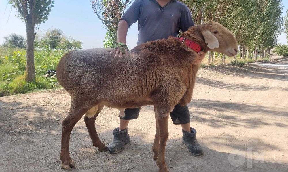 Arashan zoti, sifatli, baquvvat, sog'lom, qo'chqorlar sotiladi