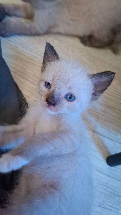Сиамские котята! Очень добрые