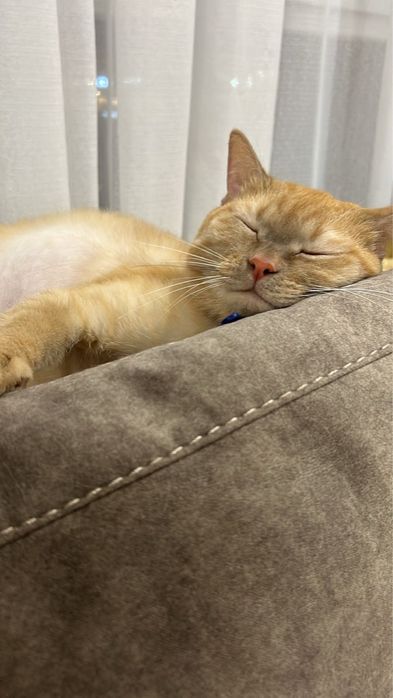 Полубриташка рыжий кот в Астане