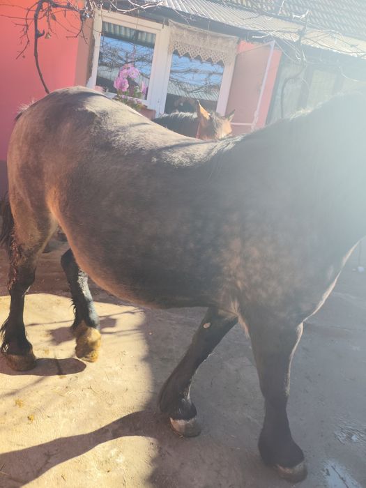 Vând o iapă și un harmăsar