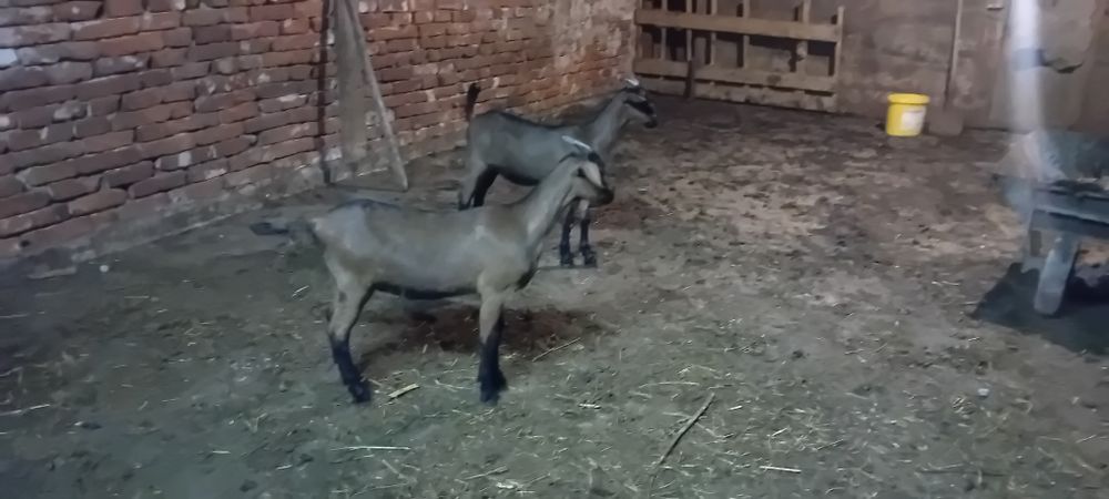 Vand  două ieduțe alpin francez