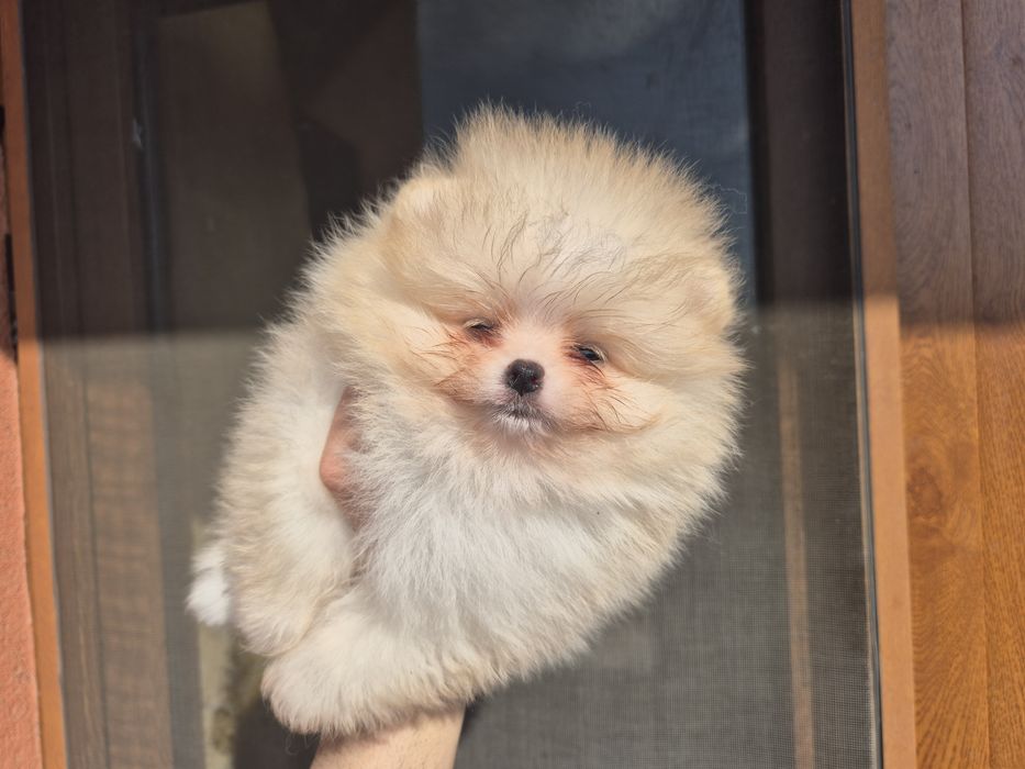 Кремави и бели померанчета