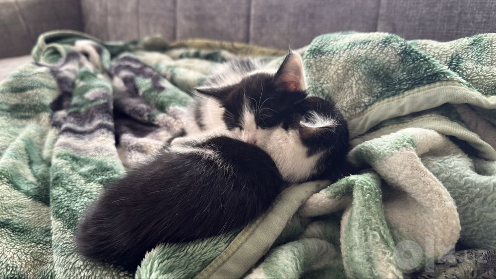Котята, 2 месяца, девочка и мальчик, ищут дом