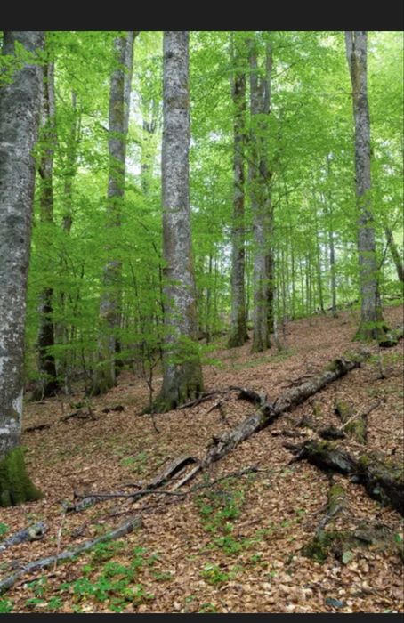 Teren Padure 14 hectare