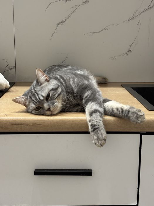 Отдам кота в хорошие руки