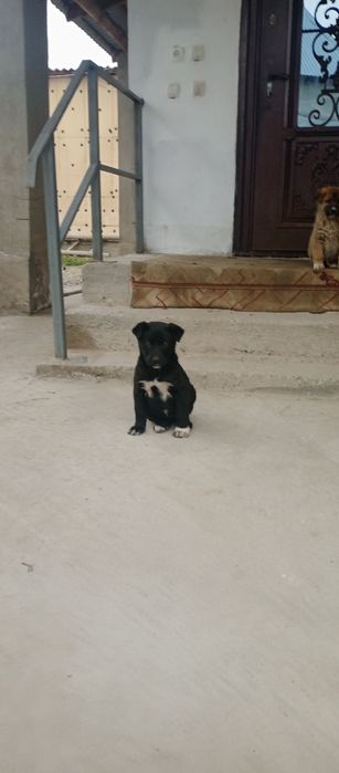 Черный щенок. Қара күшік