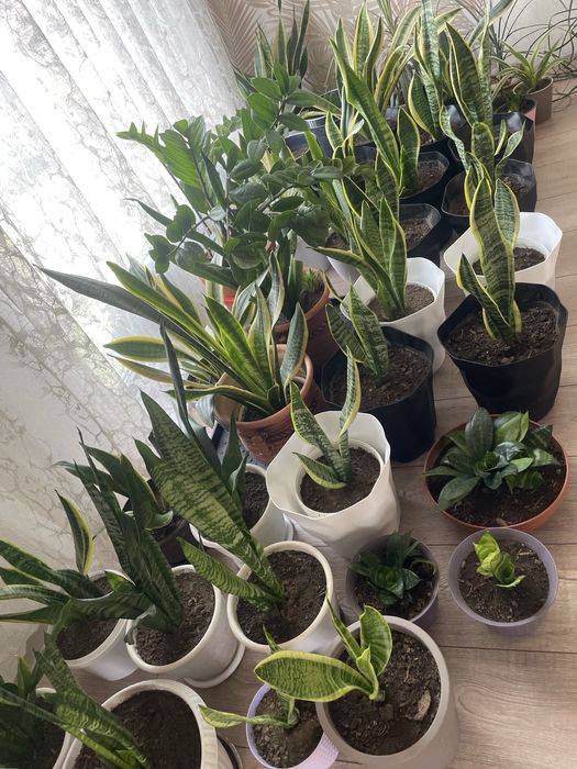 Продам комнатные цветы.