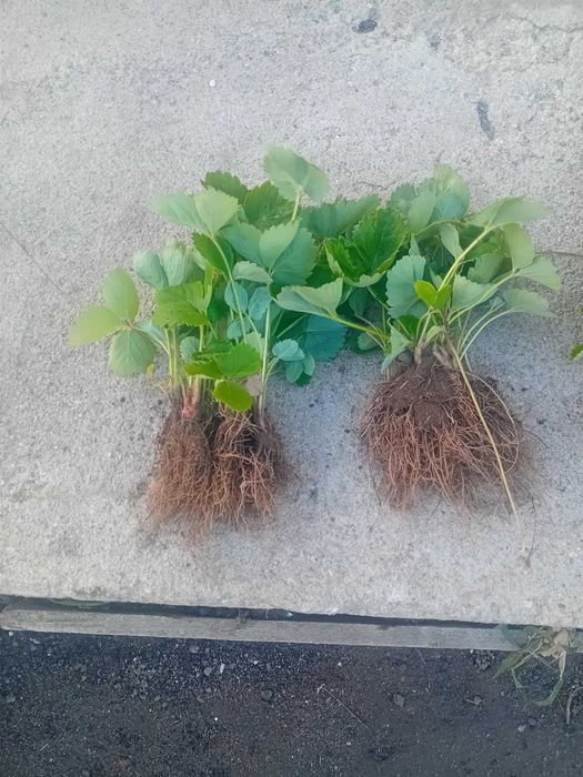 Промоция ФАНТАСТИЧЕН РАЗСАД Малини и Ягоди от Производител