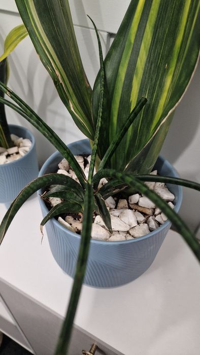 Продам композицию из сортовых сансевиерий