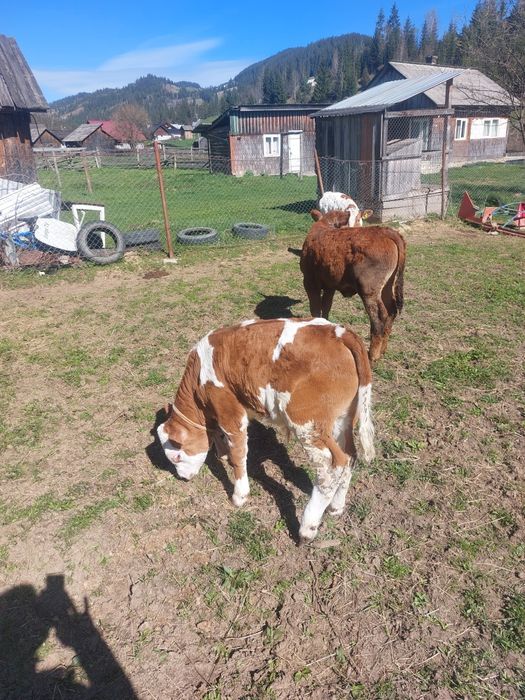 Taurasi de 3luni jumătate
