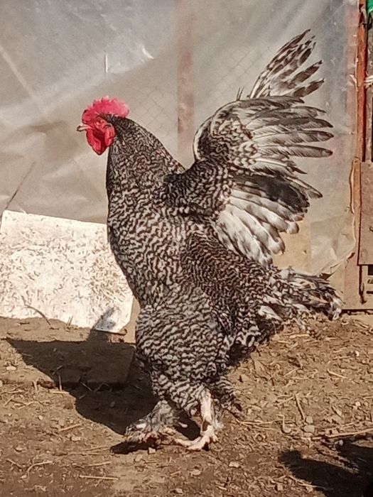 Продам чистокровного