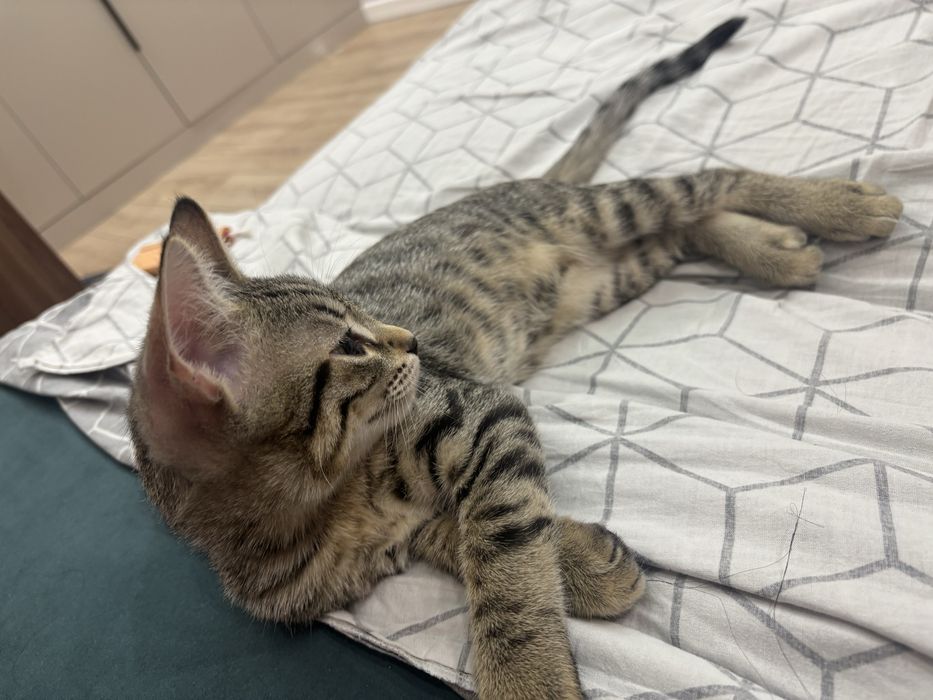 Кот котенок кошка