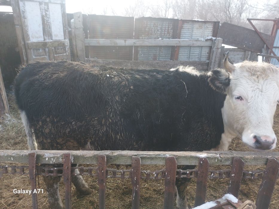 Продажа быков с откорма