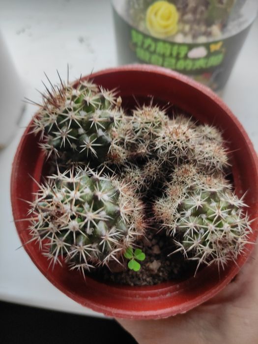 Кактус с детками