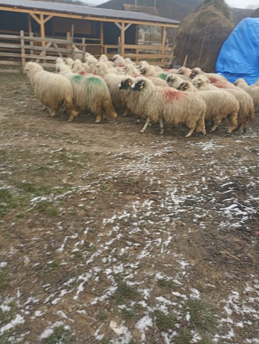 De vânzare aceste oi