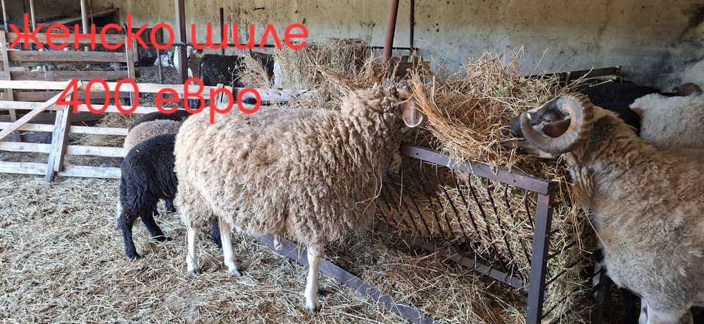 Продавам кочове и овце