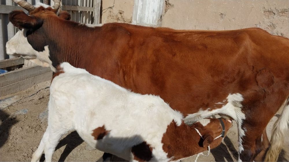 Сиыр бузауы ургашы