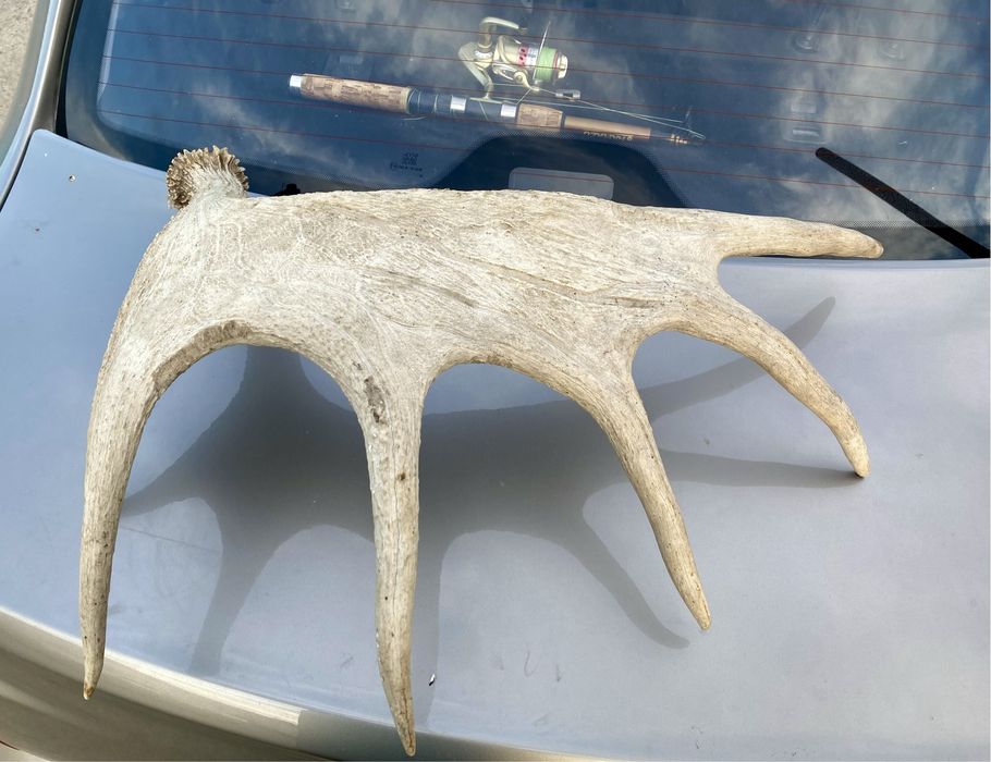 Продам хороший трофей.