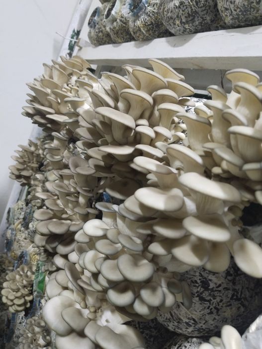 Мицелий шампиньонов, мицелий Вешенки