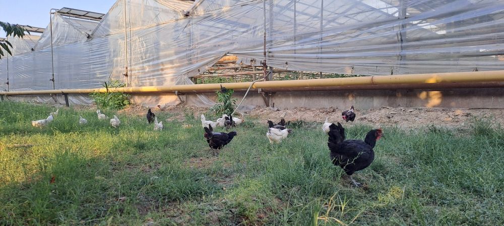 Qora tovuqlar sotiladi so‘yib tozalab berishgayam bor 1,5 -2  kg go‘sh