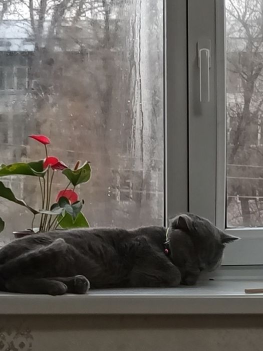 Emlangan dorilariberilgan