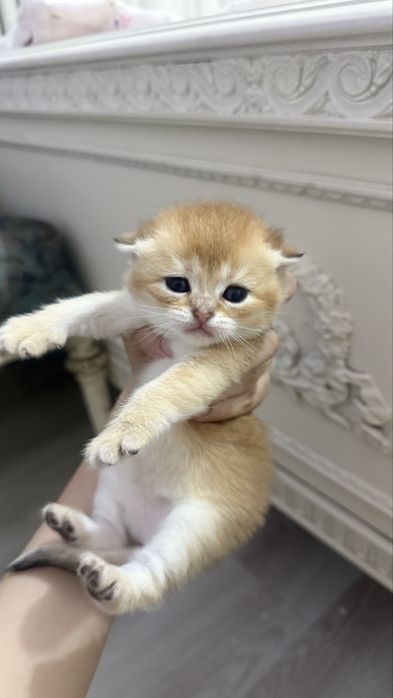 продаются котята шиншилы
